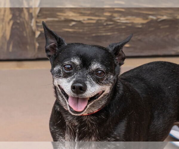 Medium Photo #1 Chihuahua-Unknown Mix Puppy For Sale in Lake Forest, CA, USA