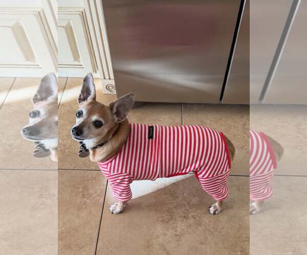 Medium Photo #3 Chihuahua-Unknown Mix Puppy For Sale in Phoenix, AZ, USA