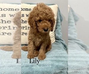 Goldendoodle Puppy for sale in SHERRARD, IL, USA