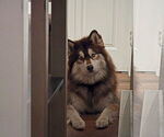 Small #3 Alaskan Malamute-Huskies  Mix