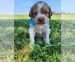 Puppy Champ Brittany