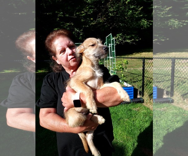 Medium Photo #6 Chihuahua-Wheaten Terrier Mix Puppy For Sale in Arlington, WA, USA