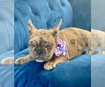 Small Photo #7 French Bulldog Puppy For Sale in COLORADO SPRINGS, CO, USA