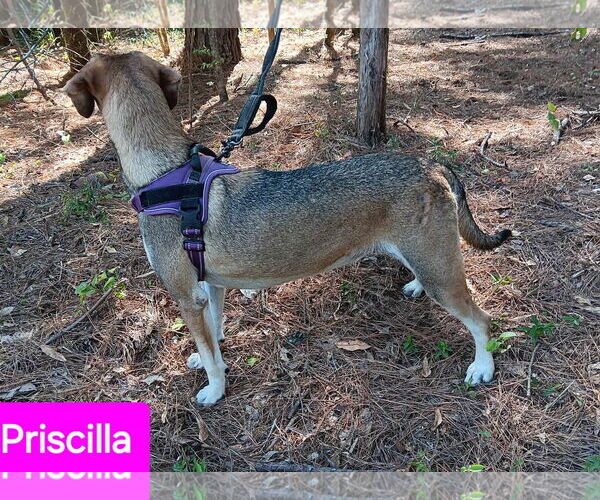 Medium Photo #5 Mutt Puppy For Sale in Farmerville, LA, USA