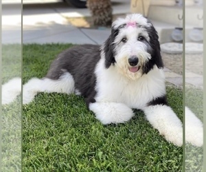 Mother of the Sheepadoodle puppies born on 02/02/2023