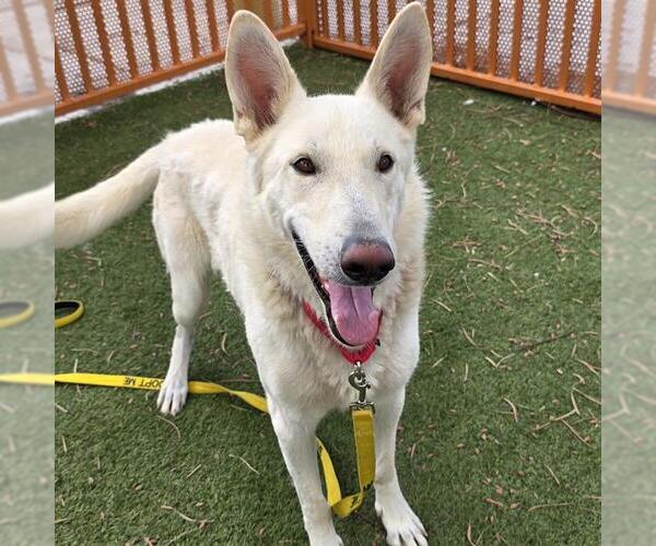 Medium Photo #2 German Shepherd Dog-Unknown Mix Puppy For Sale in Las Vegas, NV, USA