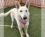 Small #1 German Shepherd Dog Mix
