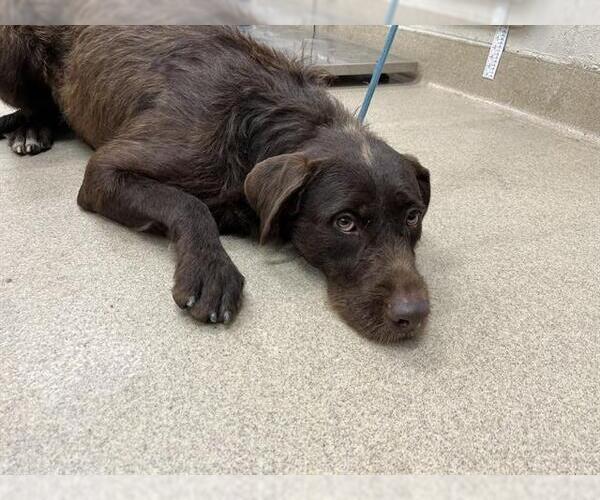 Medium Photo #1 German Wirehaired Pointer-Unknown Mix Puppy For Sale in Grand Prairie, TX, USA