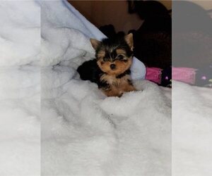 Shih Tzu Puppy for sale in SAN JOSE, CA, USA