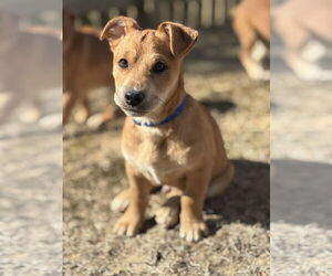 Beagle-Unknown Mix Dogs for adoption in Arlington, VA, USA