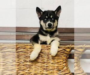 Siberian Husky Puppy for sale in CINCINNATI, OH, USA