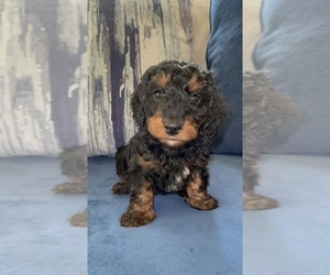 Dachshund-Poodle (Toy) Mix Puppy for sale in DETROIT, MI, USA