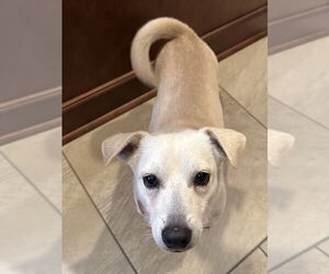 Chiweenie Dogs for adoption in Lakewood, CO, USA