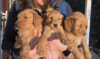Goldendoodle Puppy for sale in FAIRVIEW, NC, USA