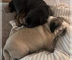 Small Photo #3 Pug Puppy For Sale in Elizabeth City, NC, USA
