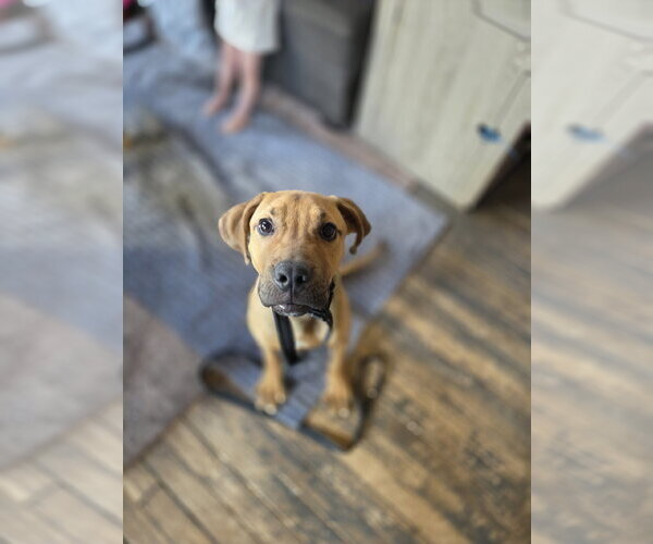 Medium Photo #2 Mutt Puppy For Sale in New London, WI, USA