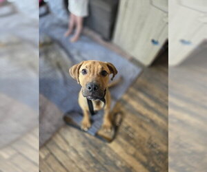 Stanley - Male Mutt Dog for Adoption - Photo #2