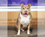 Small #4 Staffordshire Bull Terrier Mix