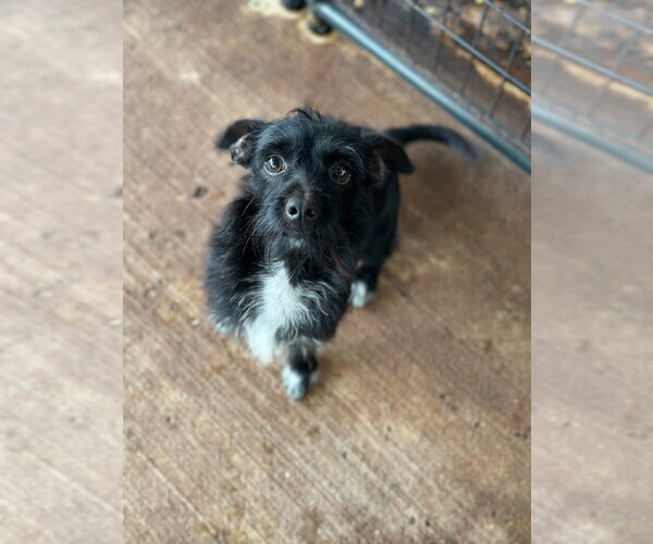 Medium Photo #1 Miniature Schnauzer-Unknown Mix Puppy For Sale in Oak Bluffs, MA, USA