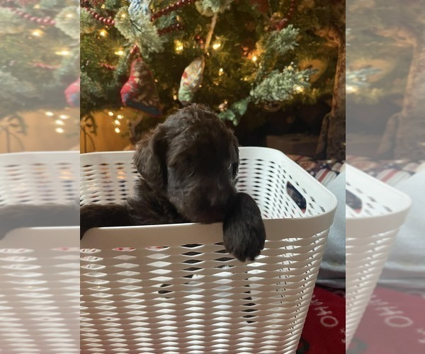 Medium Photo #4 Goldendoodle Puppy For Sale in ELLISGROVE, IL, USA