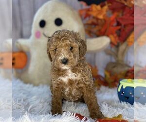 Goldendoodle (Miniature) Puppy for sale in LAKE PANASOFFKEE, FL, USA