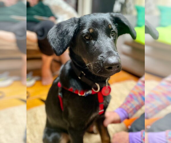 Medium Photo #2 Labrador Retriever-Unknown Mix Puppy For Sale in Wakefield, RI, USA