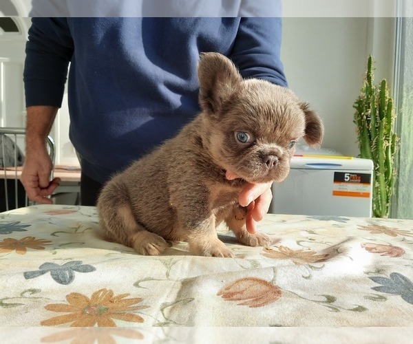 Medium Photo #7 French Bulldog Puppy For Sale in Kaposvar, Somogy, Hungary