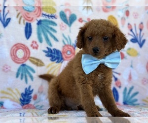Goldendoodle (Miniature) Puppy for sale in LANCASTER, PA, USA