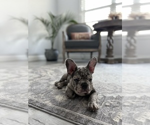French Bulldog Puppy for sale in CHARLOTTE, NC, USA