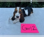 Small #18 Basset Hound