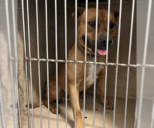 Mutt Dogs for adoption in Oklahoma City, OK, USA