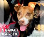 Small #1 American Pit Bull Terrier