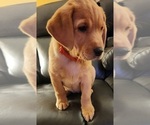 Small Photo #80 Labrador Retriever Puppy For Sale in BUFFALO, NY, USA
