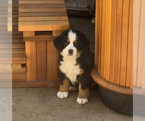 Bernese Mountain Dog Puppy for sale in SANDY, UT, USA