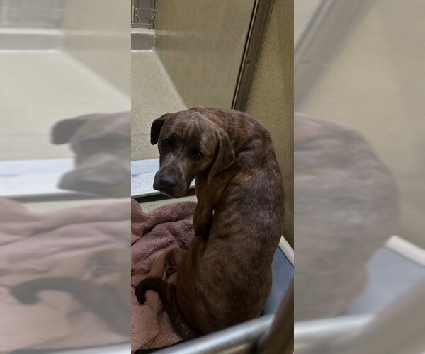 Medium Photo #1 Mutt Puppy For Sale in Rancho Cucamonga, CA, USA