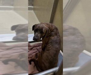 Mutt Dogs for adoption in Rancho Cucamonga, CA, USA