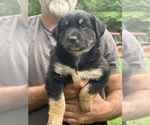 Small #3 Texas Heeler