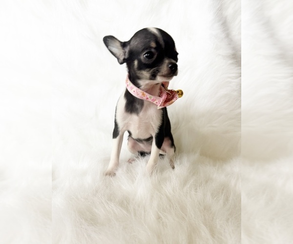 Medium Photo #5 Chihuahua Puppy For Sale in SACRAMENTO, CA, USA