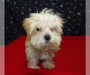 Morkie Puppy for Sale in PATERSON, New Jersey USA