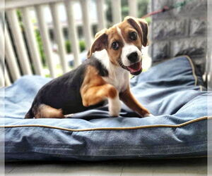 Beagle Dogs for adoption in Fultonham, NY, USA