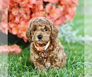 Goldendoodle (Miniature) Puppy for sale in BIRD IN HAND, PA, USA