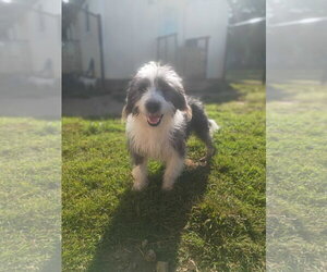 Joe Jul 26 - Male Mutt Dog for Adoption - Photo #3