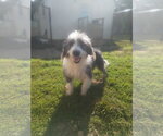 Small Photo #3 Mutt Puppy For Sale in Pacolet, SC, USA