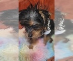 Small Photo #67 Yorkshire Terrier Puppy For Sale in AKRON, OH, USA