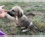 Small Photo #2 Irish Wolfhound Puppy For Sale in OWOSSO, MI, USA