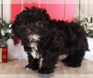 Shih Tzu Puppy for sale in MOUNT VERNON, OH, USA