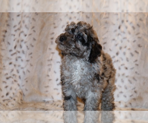 Medium Photo #11 Poodle (Toy) Puppy For Sale in DYERSBURG, TN, USA
