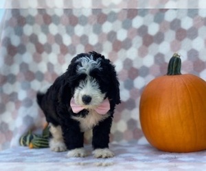 Bernedoodle Puppy for sale in LANCASTER, PA, USA