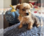Small Photo #1 Yorkshire Terrier Puppy For Sale in DEER PARK, TX, USA