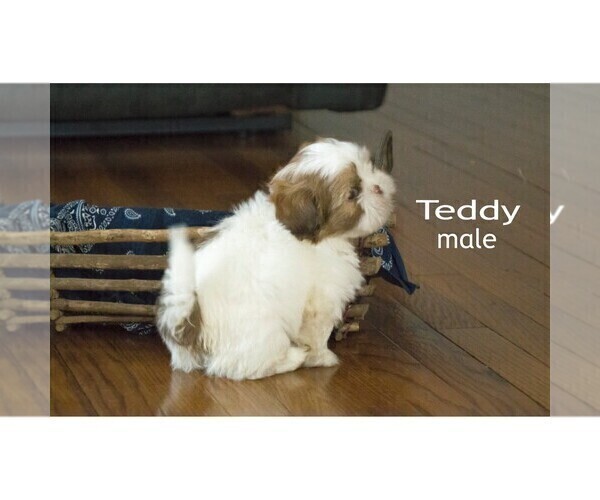 Medium Photo #3 Shih Tzu Puppy For Sale in CLARE, MI, USA